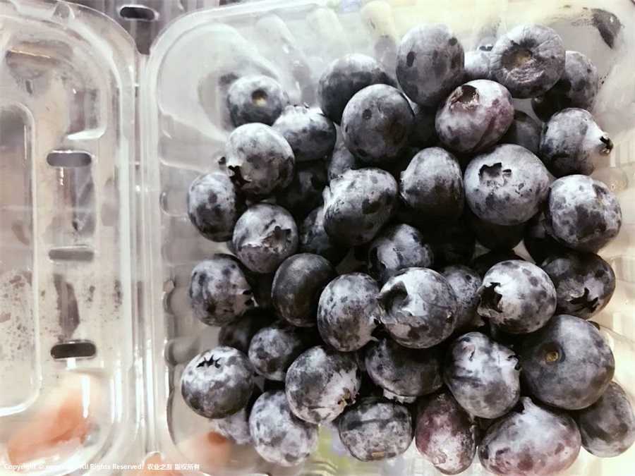 {ݮDƬ